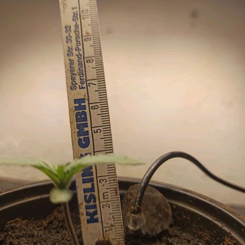 Maria growlog timeline photo