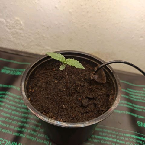 Maria growlog timeline photo