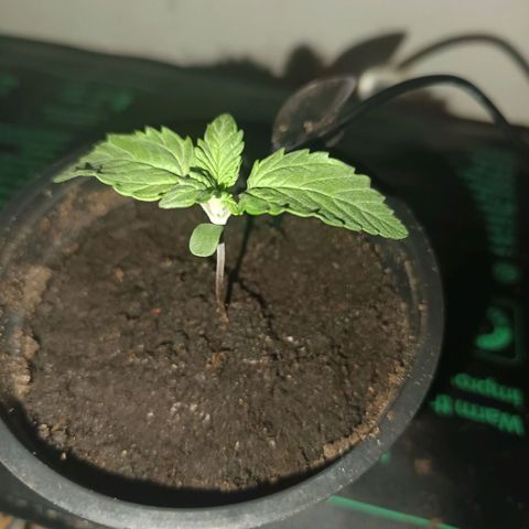 Maria growlog timeline photo