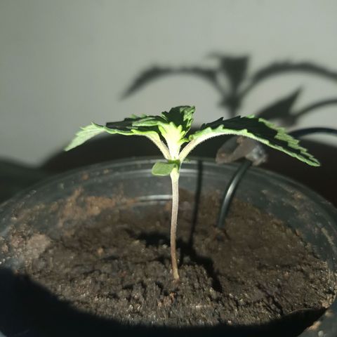 Maria growlog timeline photo