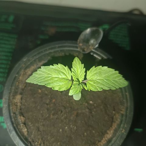 Maria growlog timeline photo