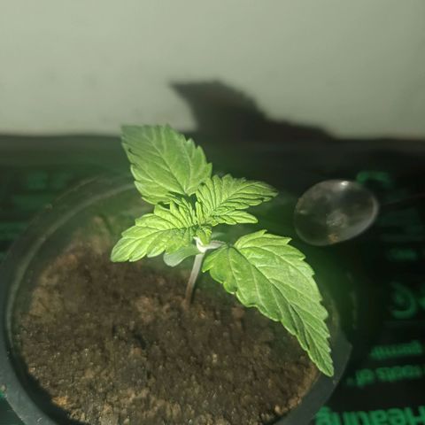 Maria growlog timeline photo