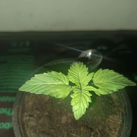 Maria growlog timeline photo