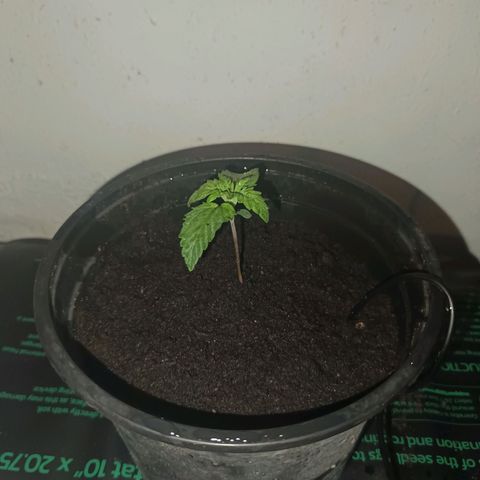 Maria growlog photo: Nach Umtopfen 