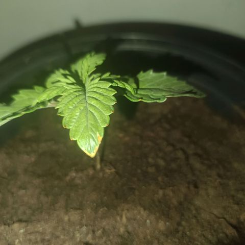 Maria growlog photo: Gelbe stellen an Blättern ein Tag nachdem Lampe von 20 auf 30 Prozent gestellt wurde, daher Verdacht auf Licht Verbrennung und zuviel Hitze. Lampe zurück auf 30 gestellt und weiter beobachten. Sollten mehr solcher Stellen auftauchen ph und Dünger in Angriff nehmen 
