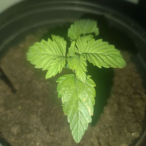 Maria growlog photo: Gelbe stellen an Blättern ein Tag nachdem Lampe von 20 auf 30 Prozent gestellt wurde, daher Verdacht auf Licht Verbrennung und zuviel Hitze. Lampe zurück auf 30 gestellt und weiter beobachten. Sollten mehr solcher Stellen auftauchen ph und Dünger in Angriff nehmen 