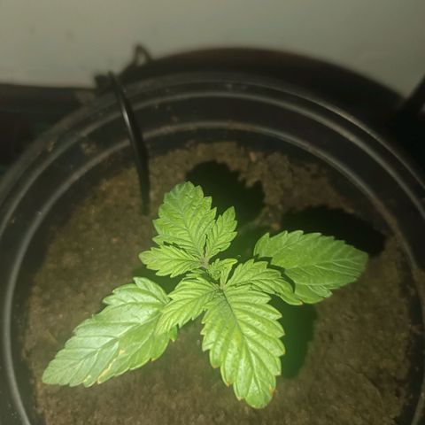 Maria growlog timeline photo