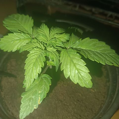 Maria growlog timeline photo