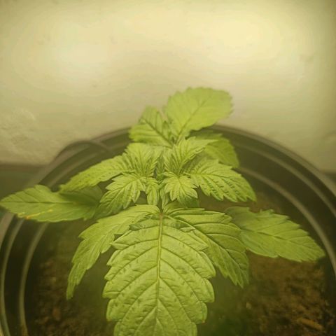 Maria growlog timeline photo