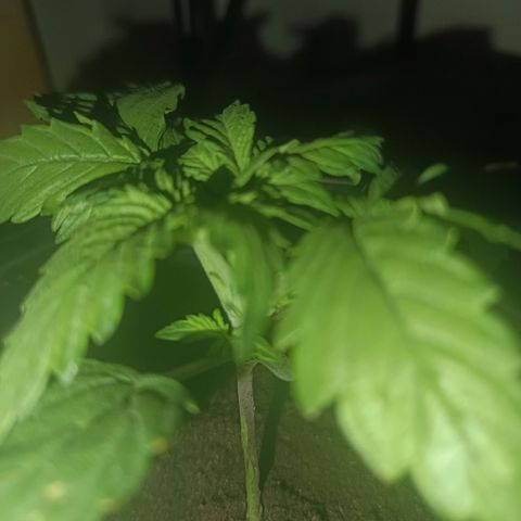 Maria growlog timeline photo