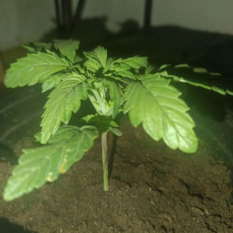 Maria growlog timeline photo