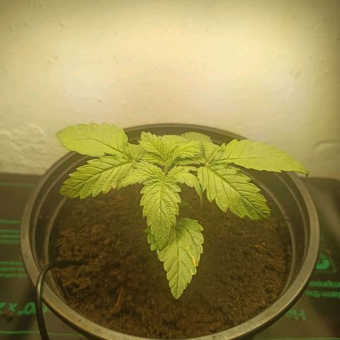 Maria growlog timeline photo