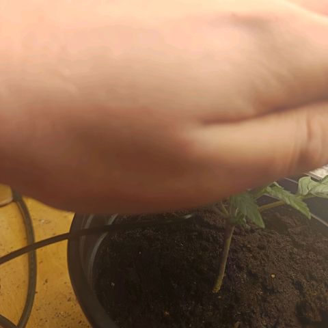 Maria growlog timeline photo