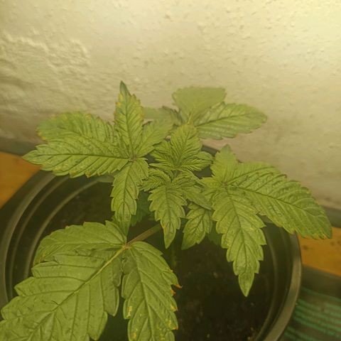 Maria growlog timeline photo