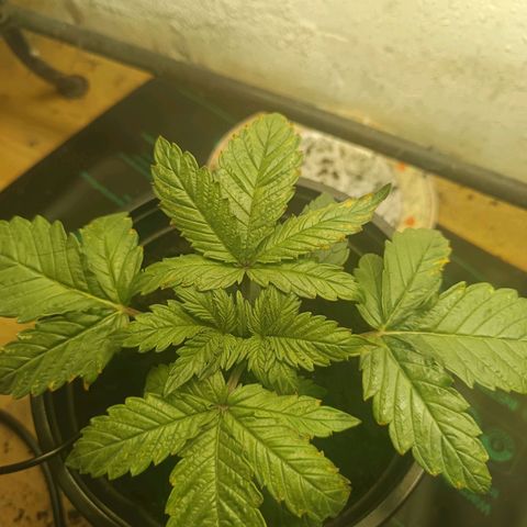 Maria growlog timeline photo