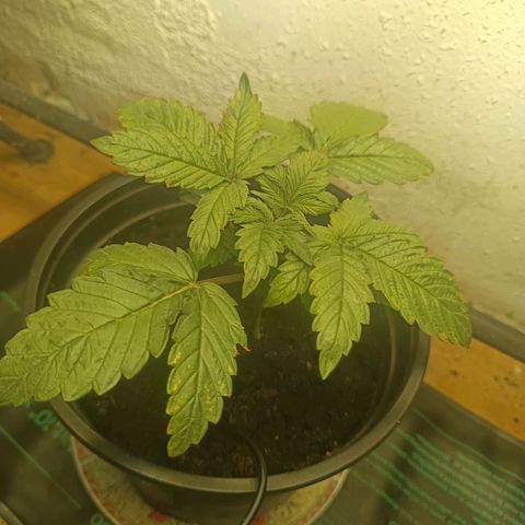 Maria growlog timeline photo