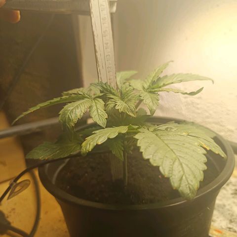 Maria growlog timeline photo