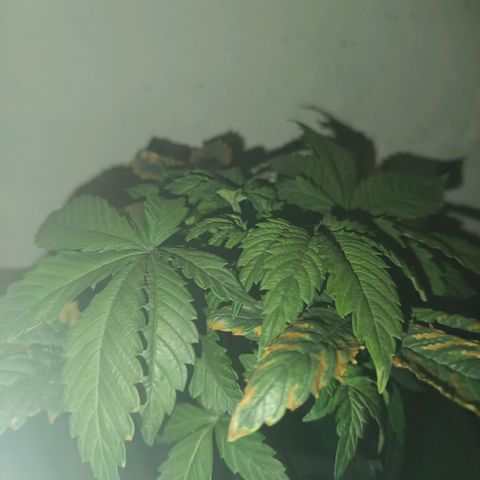 Maria growlog timeline photo
