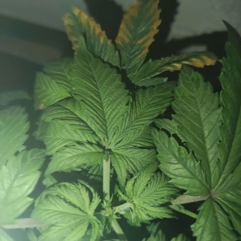 Maria growlog timeline photo