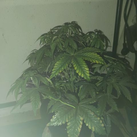 Maria growlog timeline photo