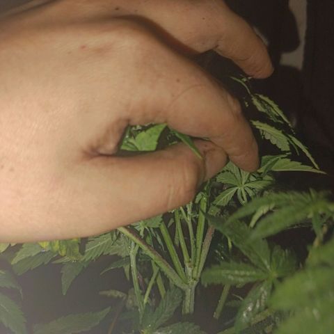 Maria growlog timeline photo