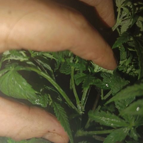 Maria growlog timeline photo