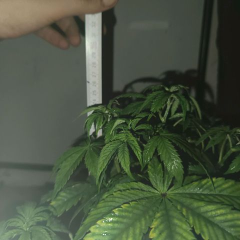 Maria growlog timeline photo