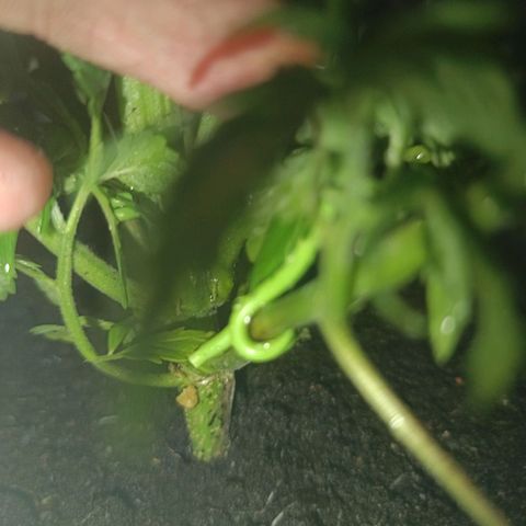Maria growlog timeline photo