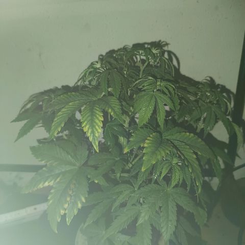 Maria growlog timeline photo
