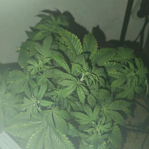 Maria growlog timeline photo