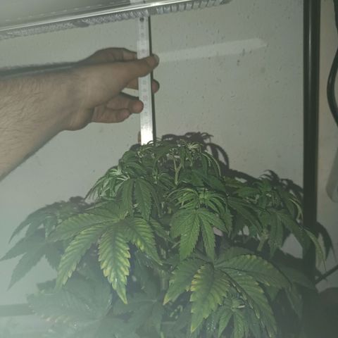 Maria growlog timeline photo