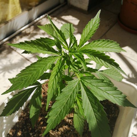 #1 Manny growlog timeline photo