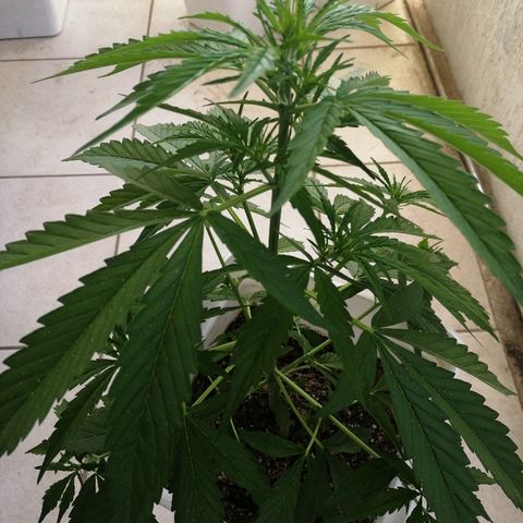 #1 Manny growlog timeline photo