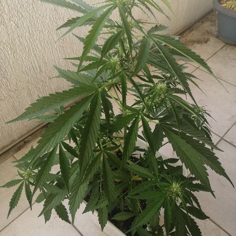 #1 Manny growlog timeline photo