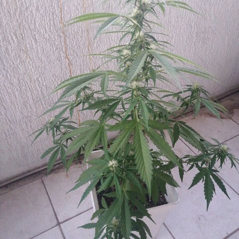 #1 Manny growlog timeline photo