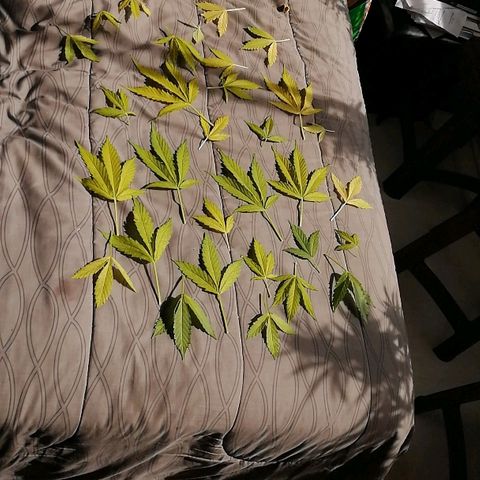 #1 Manny growlog photo: Poda