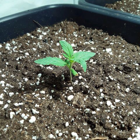 OG Kush Autoflowering #1 growlog timeline photo