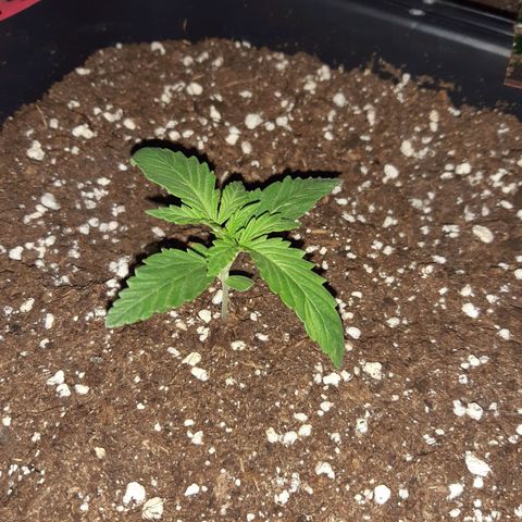 OG Kush Autoflowering #1 growlog timeline photo