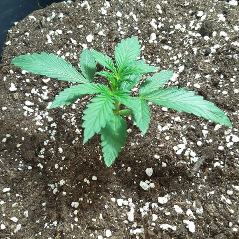 OG Kush Autoflowering #1 growlog timeline photo