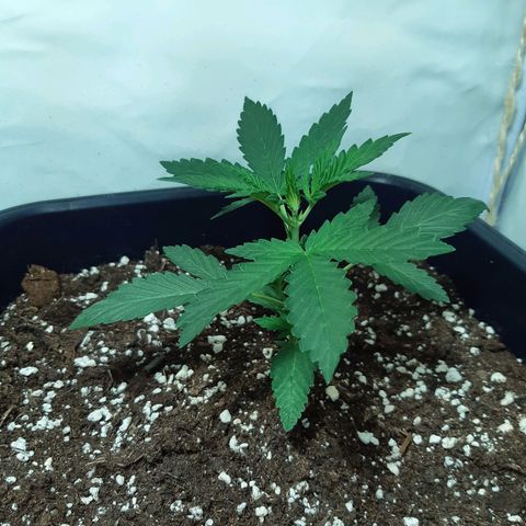 OG Kush Autoflowering #1 growlog timeline photo