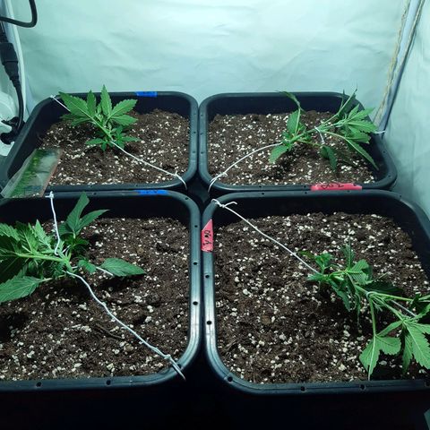 OG Kush Autoflowering #1 growlog photo: 1er jour de LST