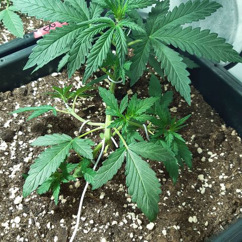 OG Kush Autoflowering #1 growlog timeline photo