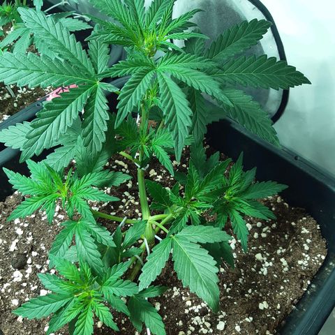 OG Kush Autoflowering #1 growlog timeline photo