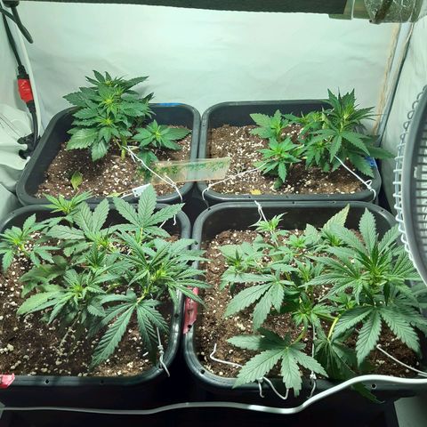OG Kush Autoflowering #1 growlog timeline photo