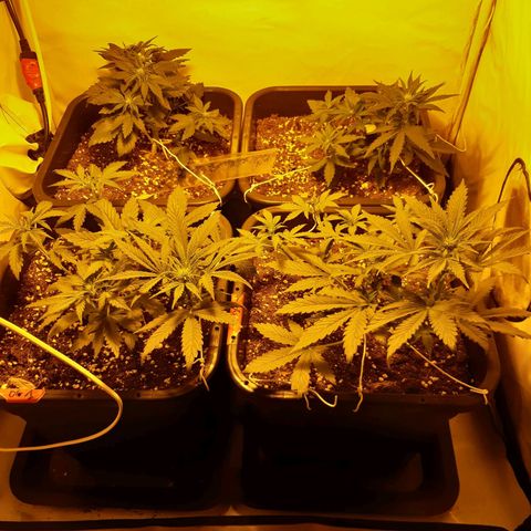 OG Kush Autoflowering #1 growlog timeline photo