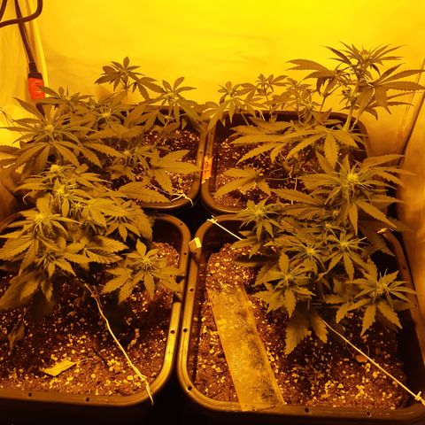 OG Kush Autoflowering #1 growlog timeline photo
