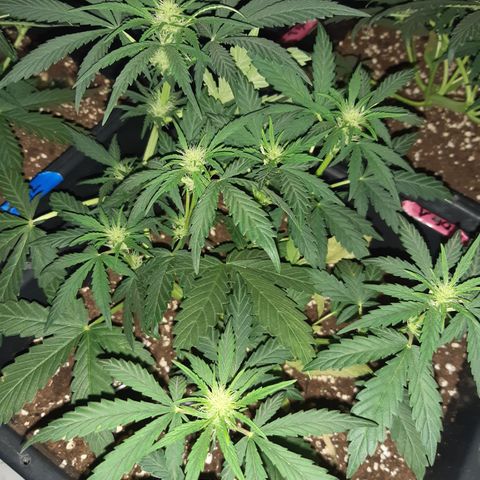 OG Kush Autoflowering #1 growlog timeline photo