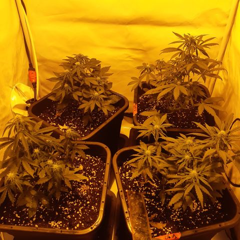 OG Kush Autoflowering #1 growlog timeline photo