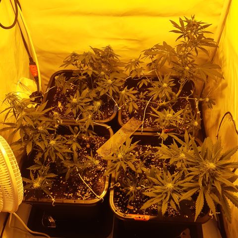 OG Kush Autoflowering #1 growlog timeline photo