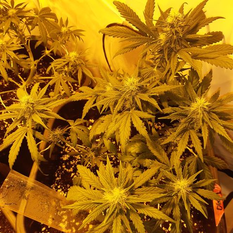 OG Kush Autoflowering #1 growlog timeline photo